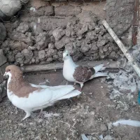 کبوتر|پرنده|تاکستان, |دیوار