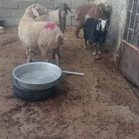 بزغاله بره میش کیلویی|حیوانات مزرعه|بجنورد, |دیوار