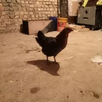 مرغ و خروس جوان