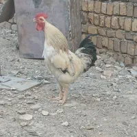 خروس مرغ محلی