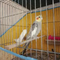 سه عدد هلندی|حراج|قم, پردیسان|دیوار