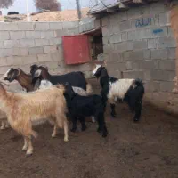 چهار راس سالار بز کهر دار روزگاری