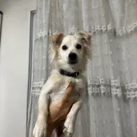 پامر اشپیتز میکس ۸ماهه نر|سگ|شهریار, شهرک شاهد|دیوار