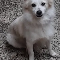 سگ جفت نرو ماده گمشده