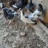 ده تا جوانه بوم ارتیس