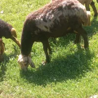 میش و بره پلنگی