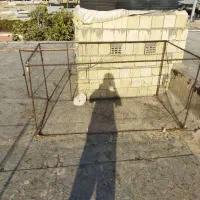 معاوضه با کبوتر رنگی|پرنده|اهواز, منبع اب|دیوار