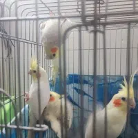 عروس هلندی لوتینو و البینو نر و ماده تعداد