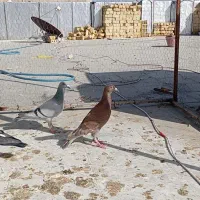 کفتر غوره ای پلاکی