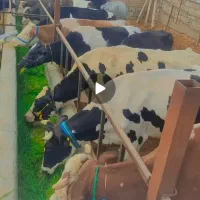 ۲۵رس گاو و گوساله و گاو آبستن سیمینتال هلشتاین