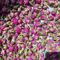 غنچه گل محمدی
