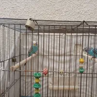 ۳ عدد مرغ عشق|پرنده|شاهین‌شهر, فردوسی|دیوار