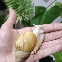 حلزون آچاتینا آلبینو تخم گذار مولد