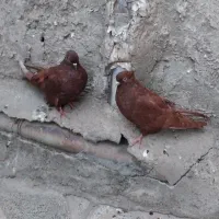 سرخ جونه