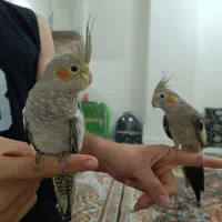 عروس هلندی جفت