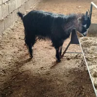 میش بره بزغاله|حیوانات مزرعه|نجف‌آباد, ویلاشهر|دیوار