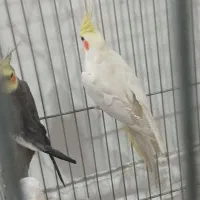 فروش عروس هلندی|پرنده|داراب, |دیوار