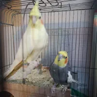عروس هلندی نر و ماده