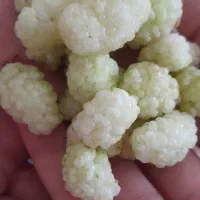 توت رژیمی شیرین تازه ۲۰۰ کیلویی