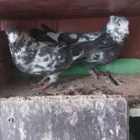 ۸عدد کفتر|پرنده|تهران, انبار نفت|دیوار