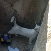 گربه|گربه|گرمدره, |دیوار