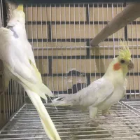 فروش یک جفت عروس کار داده