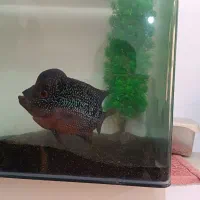 فلاور|ماهی|ارومیه, |دیوار