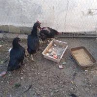 مرغ|حیوانات مزرعه|مبارکه, |دیوار