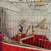 عروس هلندی نر و ماده با قفس