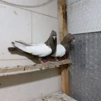 کوی علوی خیابان گل سرخ یک