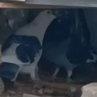 کفتر رنگی .المانی خال شستی طوطی برزیلی.عروس هلندی|پرنده|بومهن, |دیوار