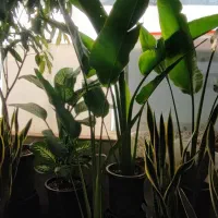 گل های آپارتمانی