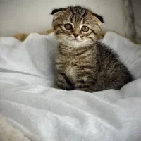 اسکاتیش بللک گگلد