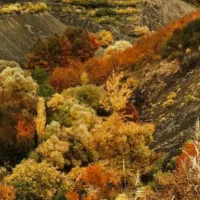 باغچه وردیج ازگیلک ۴۵۰ متر