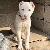 توله الابای|سگ|خمینیشهر, |دیوار