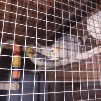 طوطی عروس هلندی|پرنده|بهشهر, |دیوار