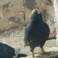 پرنده شهرستانی|پرنده|دماوند, گیلاوند|دیوار