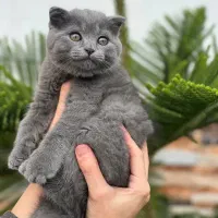 گربه اسکاتیش شورت هیر رنگ بلوو|گربه|بابل, |دیوار