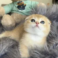 اسکاتیش گلدنر(فروشی)