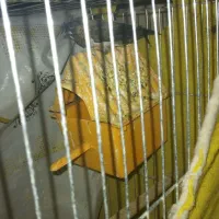 فنج بنگالی