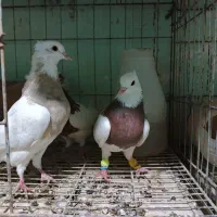 طوقی|پرنده|اهواز, کوی مندلی(سه راه خرمشهر)|دیوار