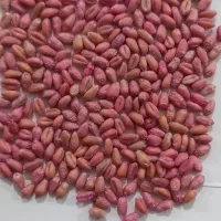 گندم بزری اکلید و کاسکوژن