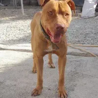 پیتبول|سگ|کرج, اسدآباد|دیوار