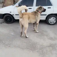 واگذاری سگ سرابی