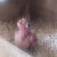 یک جفت عروس هلندی سینامون و وایت فیس|پرنده|شاهینشهر, شهرک سایت|دیوار