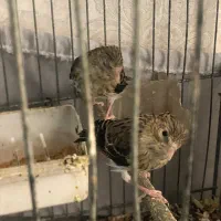 جوجه سهره قناری