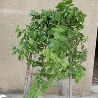 گل نازیخی و گندمی|گل و گیاه طبیعی|تهران, شهرک ولیعصر جنوبی|دیوار