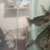 سیصد عدد کت چوبی  از دوبند تا مولد 5000000