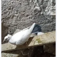 سلام چندفروشی|پرنده|زرند, |دیوار