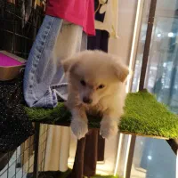 واگذاری سگ پامر روباهی